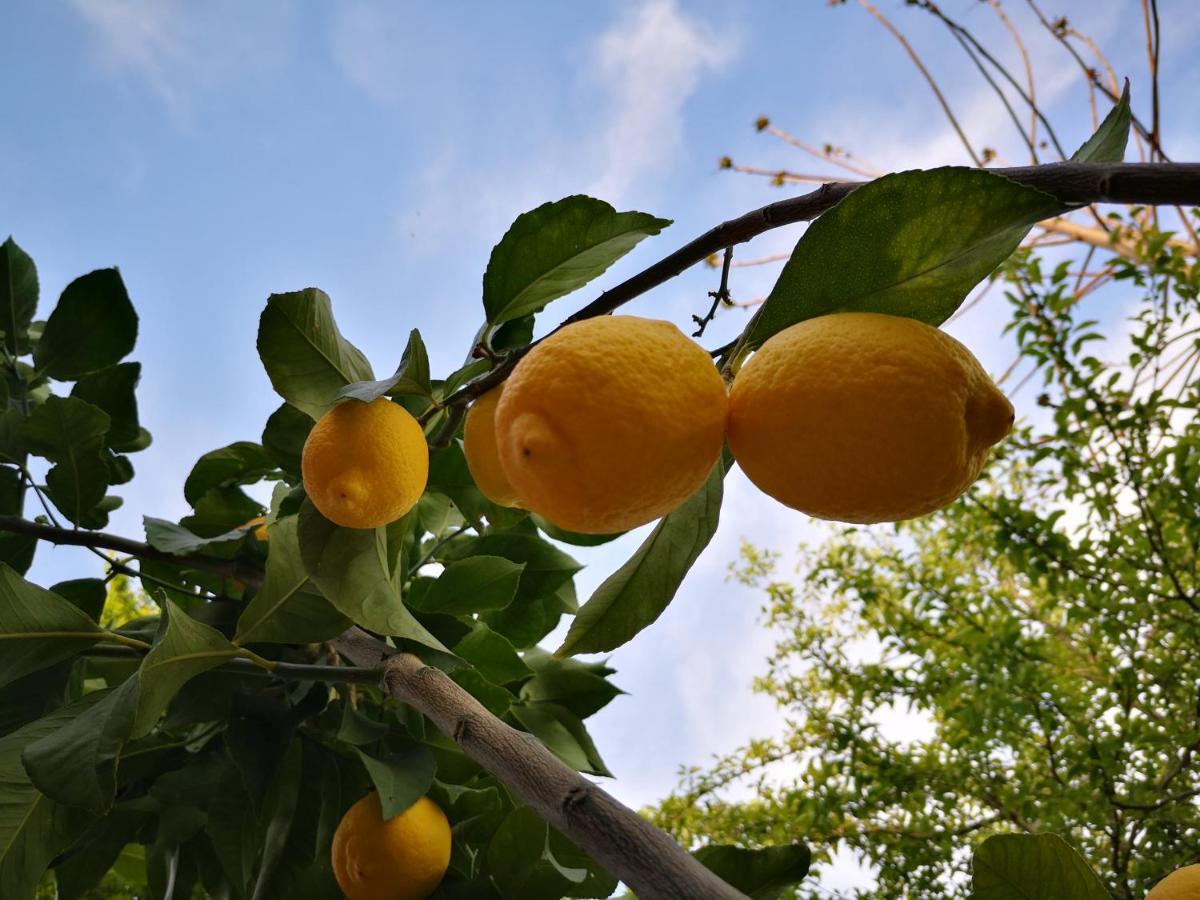 Agriturismo Grecinella Casole dʼElsa Екстериор снимка
